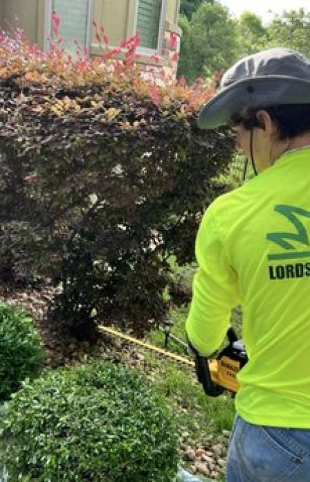 bush prunning Bush pruning services leander tx